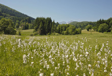 Biotop di Curiedi